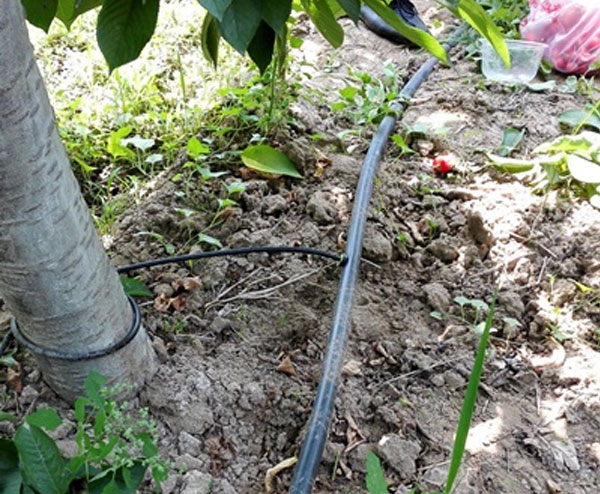 果园灌溉滴灌带设备水肥