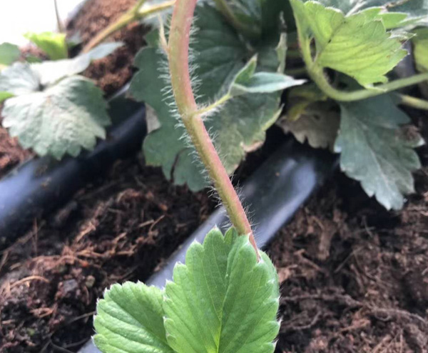 山西批发滴灌PE管工程